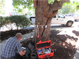 Dr. Julian Dunster scanning the tree