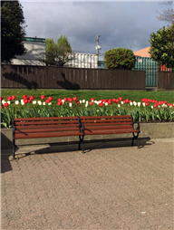 Nanaimo's Dutch-Canadian Friendship Tulip Garden