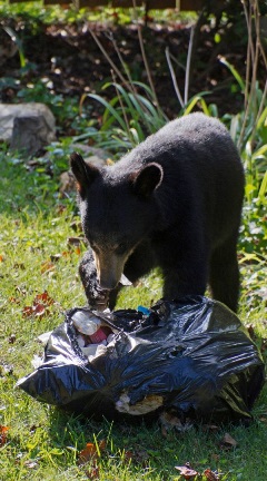Bear going through garbage