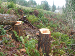 Trees removed from park