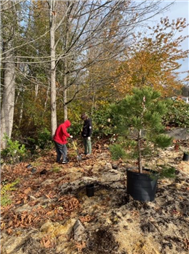 Volunteers planting a tree for the Tree Planting Relay