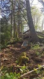 An example of some of the unauthorized mountain bike trail building in Linley Valley Park
