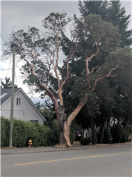 Arbutus Tree on Millstone