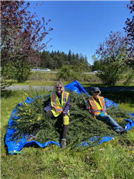 Cutting broom at Third Street Park