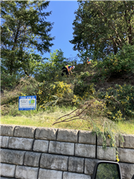 Cutting Broom in Nanaimo's parks and open spaces