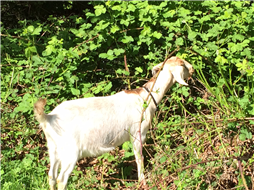 Goat eating bramble