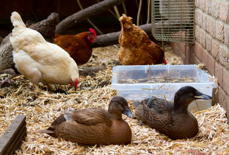 Residents reminded of regulations concerning the keeping of chickens