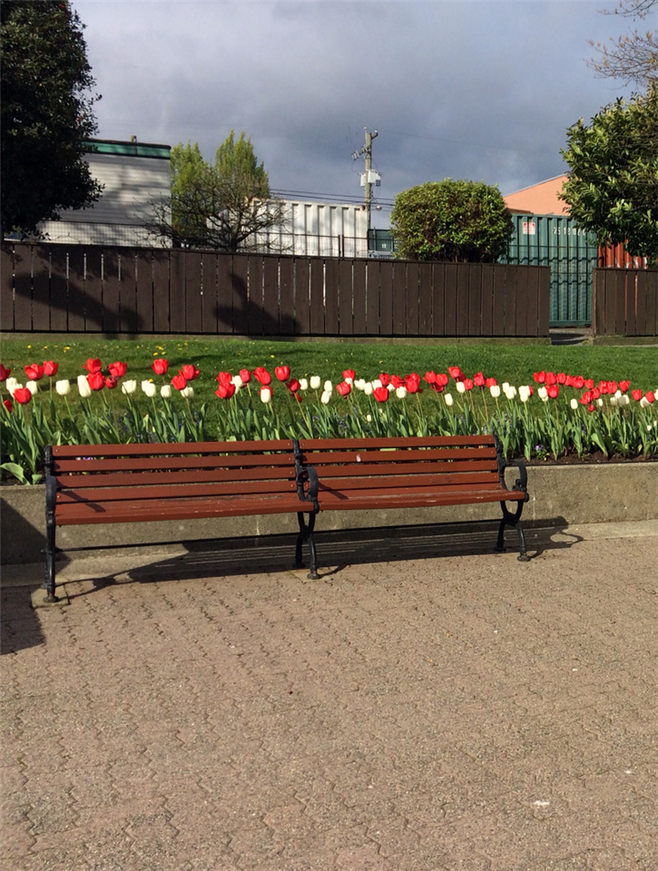Nanaimo's DutchCanadian Friendship Tulip Garden celebrated City of