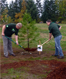 Tree Mulching