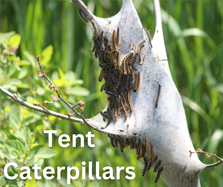 Tent Caterpillars in City trees City of Nanaimo