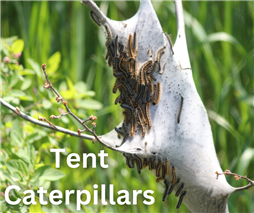 Tent Caterpillars