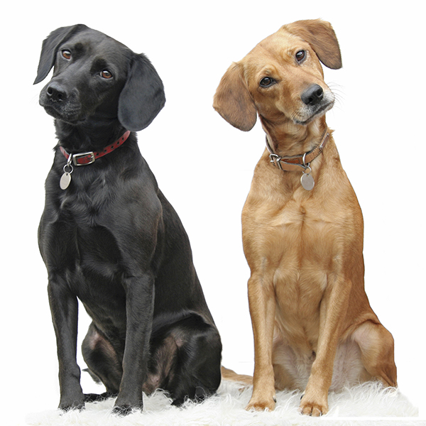 dog-licences