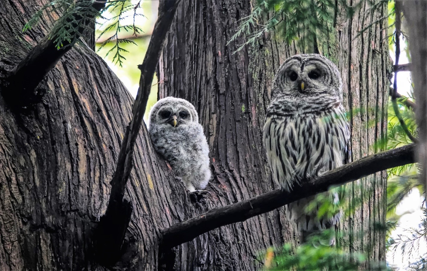 Resident Barred Owls at Bowen Park