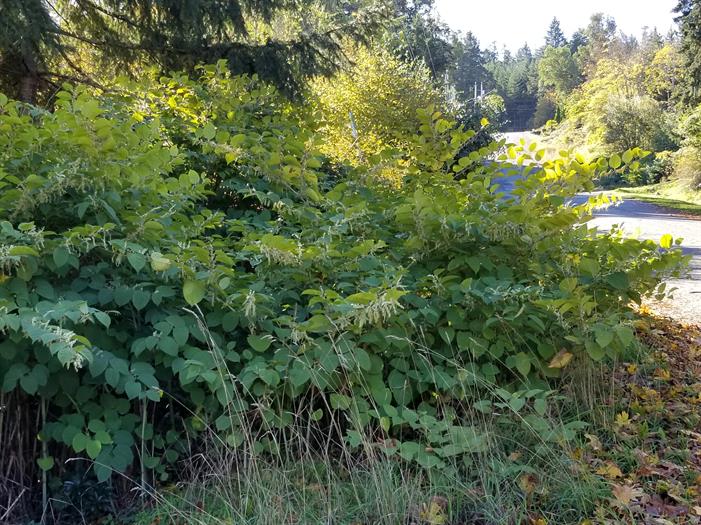 Knotweed along King Road Knotweed along King Road