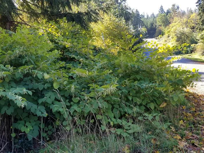 Knotweed along King Road