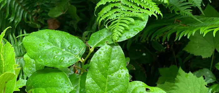 Salal and Bracken fern close up