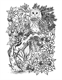 owl colouring page Owl Colouring Page