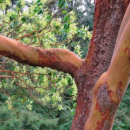 Arbutus Tree