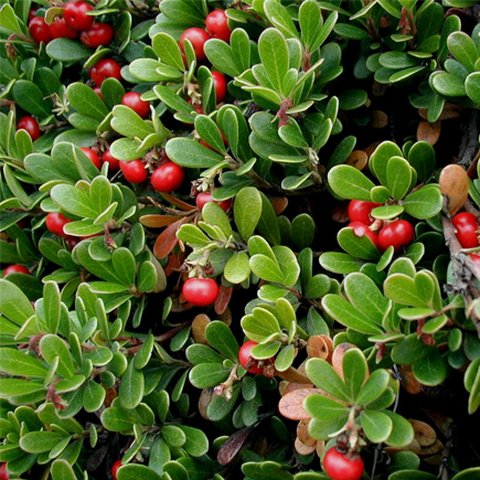 Bearberry