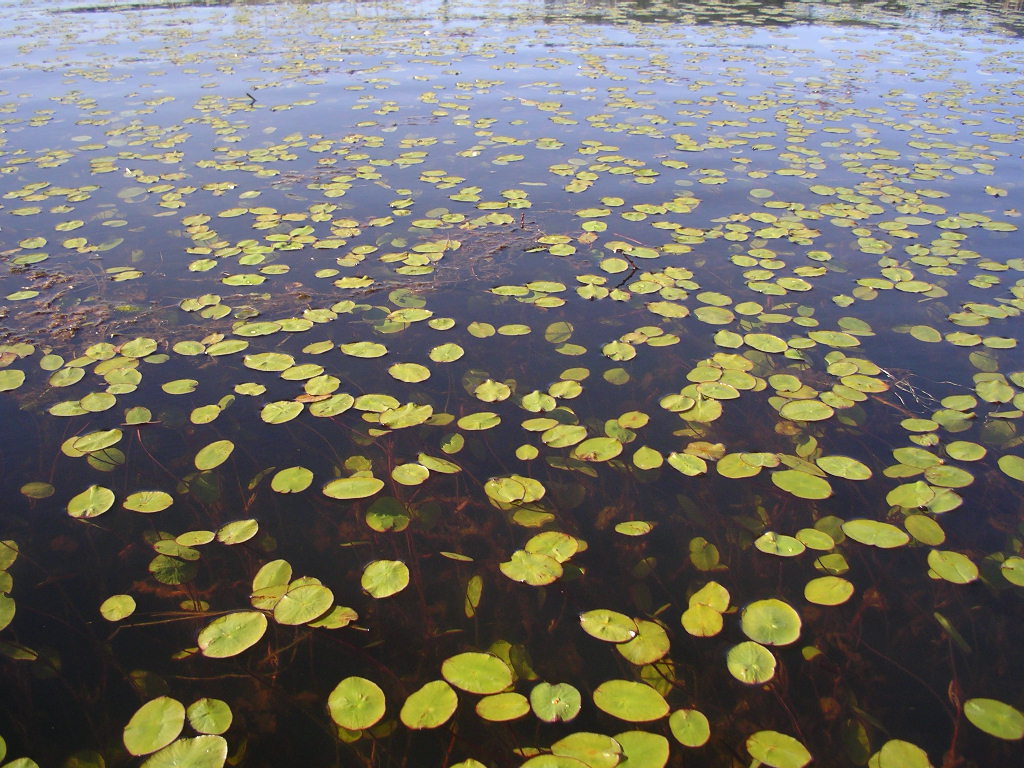 Buttertubs