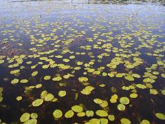 buttertubs