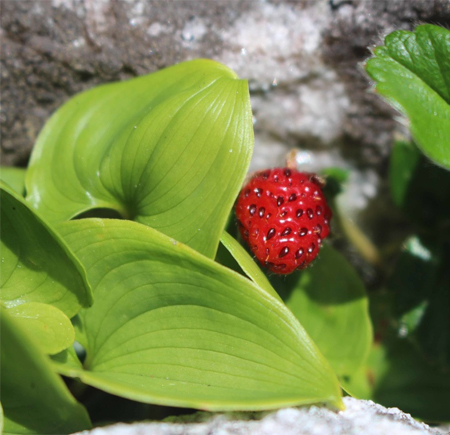 Coastal Strawberry