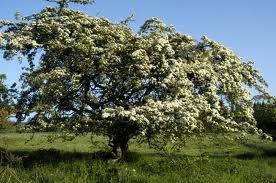 EnglishHawthorn