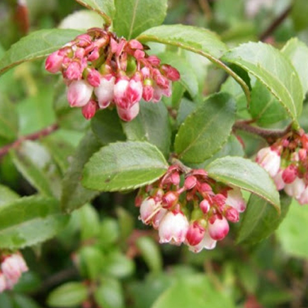 Evergreen Huckleberry