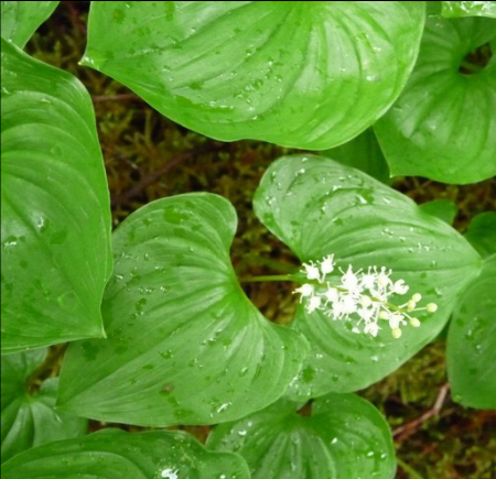 False Lily of the Valley