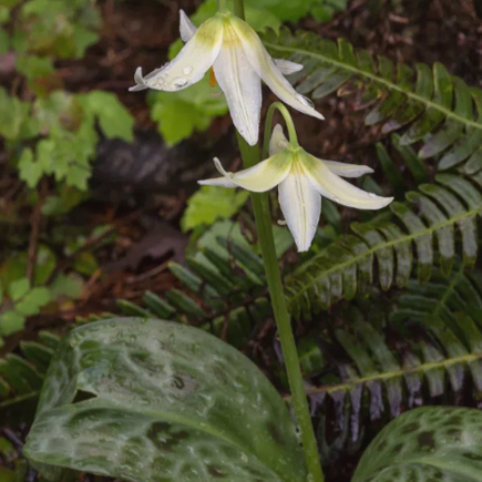 Fawn Lily