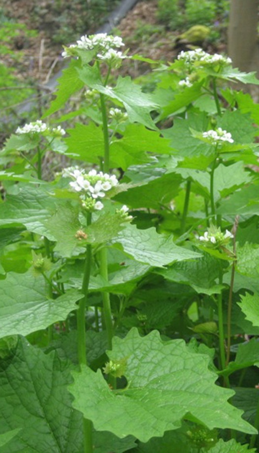 GarlicMustard