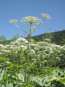 GiantHogweed