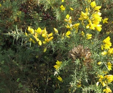 Gorse