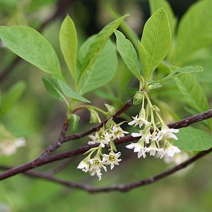 Indian Plum