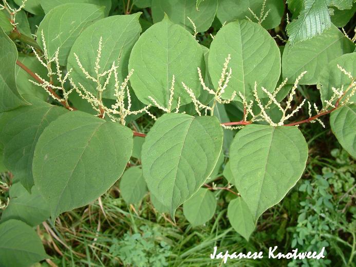 JapaneseKnotweed