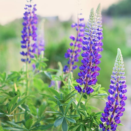 Lupine