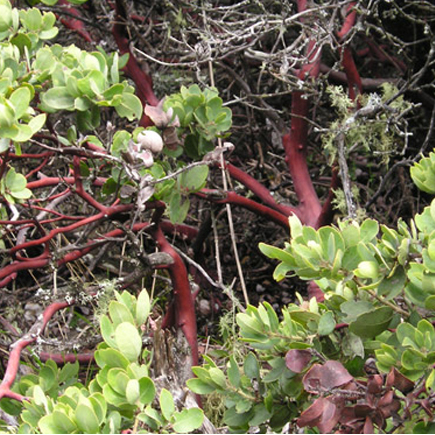 Manzanita