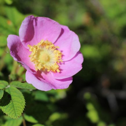 Nootka Rose