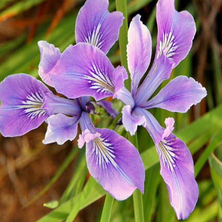 Oregon Iris