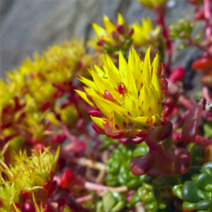 Oregon Stonecrop