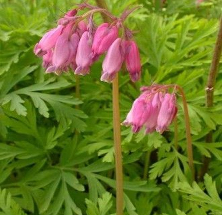 Pacific Bleeding Heart