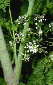 PoisonHemlock