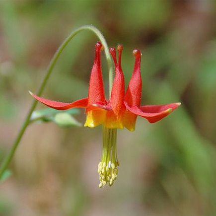 Red Columbine