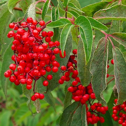 Red Elderberry