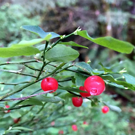 Red Huckleberry