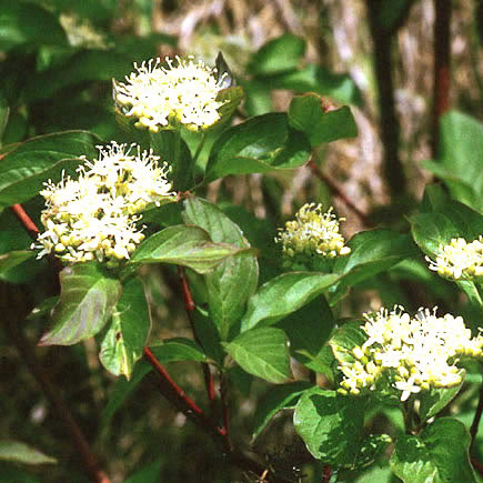 Red Osier Dogwood