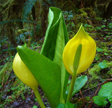 Skunk Cabbage