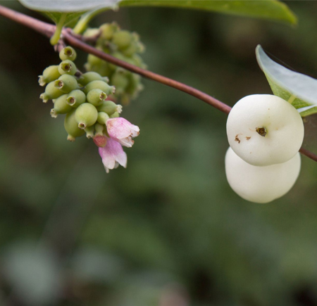 Snowberry