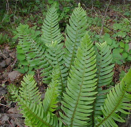 Sword Fern