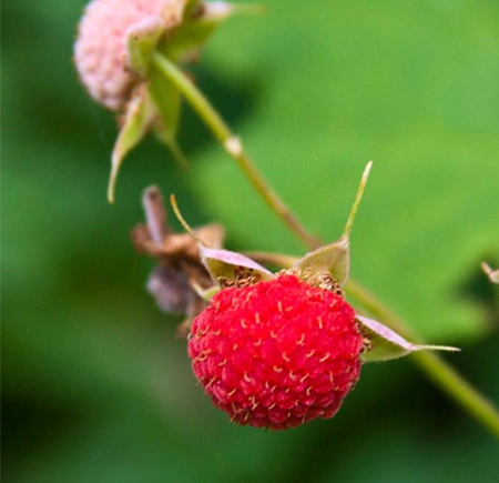 thimbleberry